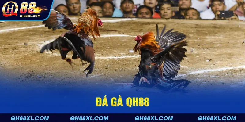 Khái quát cơ bản về sân chơi đá gà QH88 cho người mới