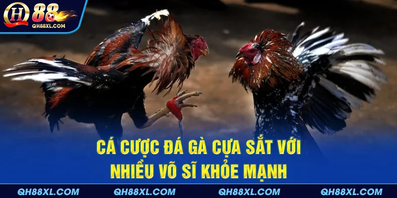Cá cược đá gà cựa sắt với nhiều võ sĩ khỏe mạnh