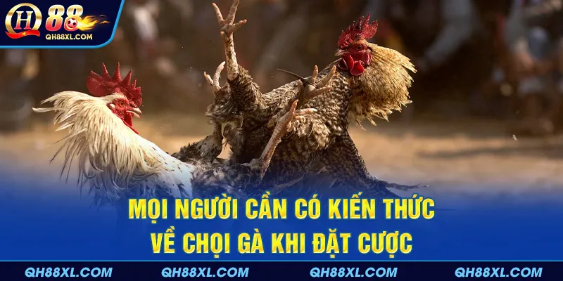 Mọi người cần có kiến thức về chọi gà khi đặt cược