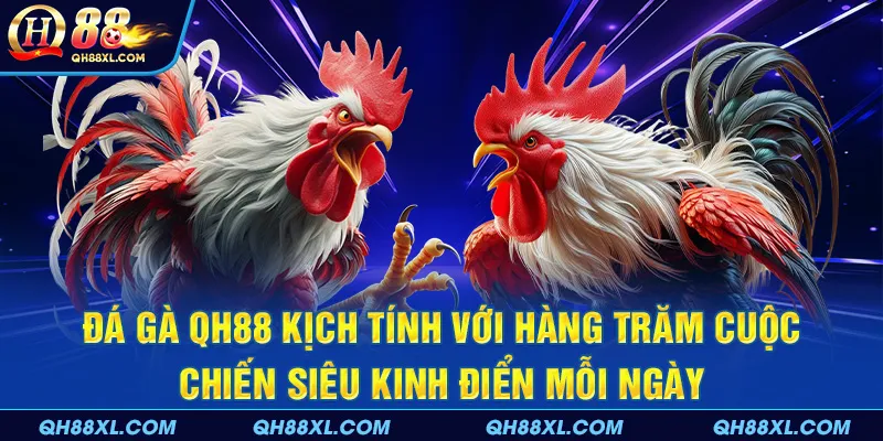 Đá gà QH88 kịch tính với hàng trăm cuộc chiến siêu kinh điển mỗi ngày