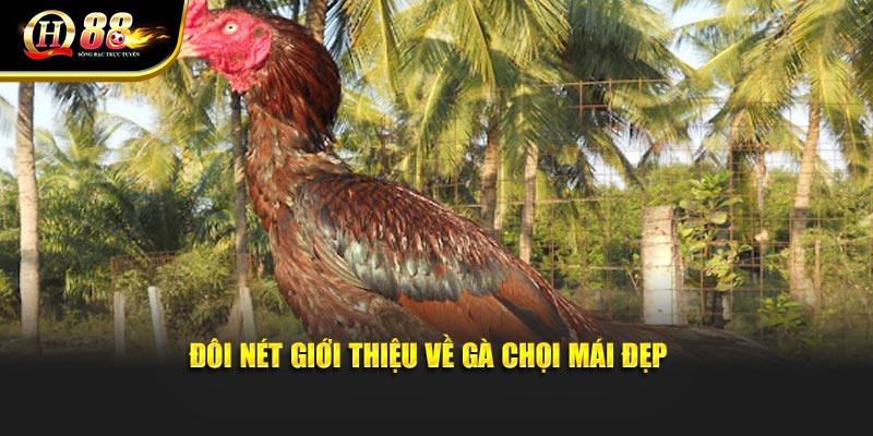 Đôi nét giới thiệu về gà chọi mái đẹp 
