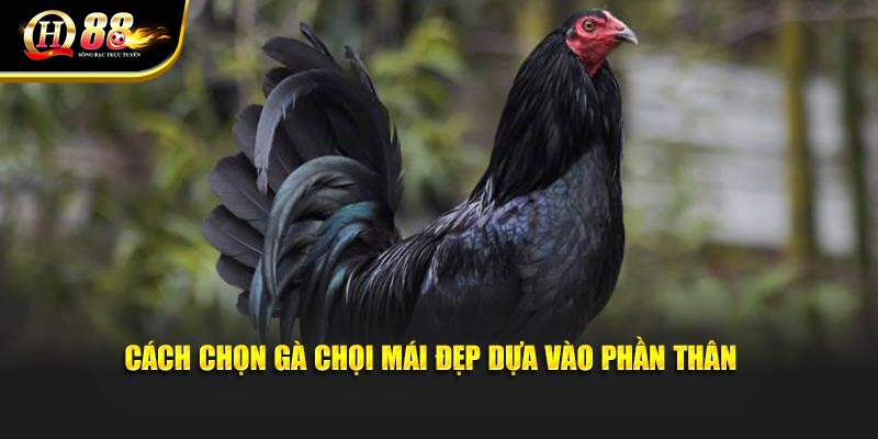 Cách chọn gà chọi mái đẹp dựa vào phần thân 