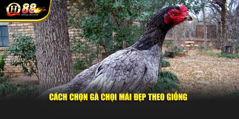 Cách chọn gà chọi mái đẹp theo giống