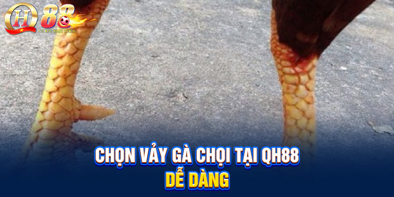 Cách lựa vảy gà chọi tại QH88 dễ dàng