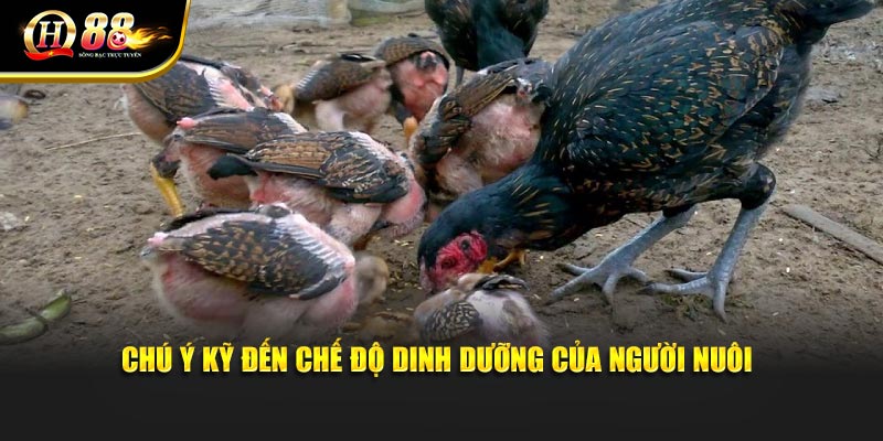 Chú ý kỹ đến chế độ dinh dưỡng của người nuôi