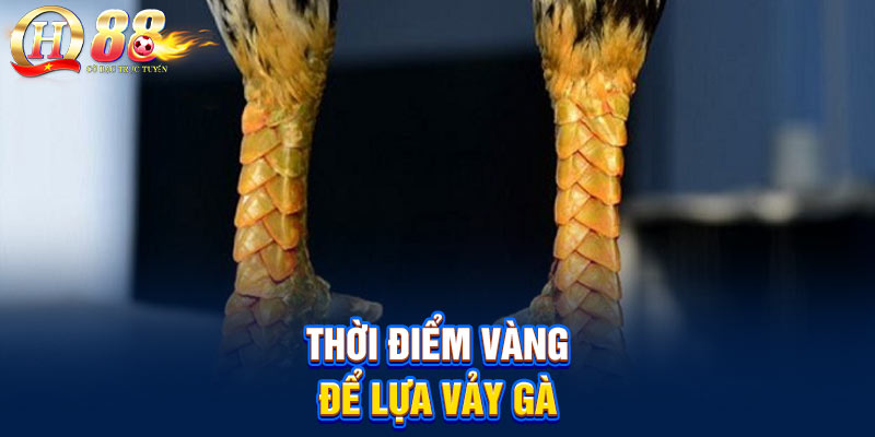 Thời điểm vàng để lựa vảy gà